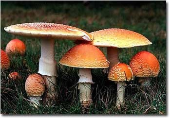 amanita.jpg