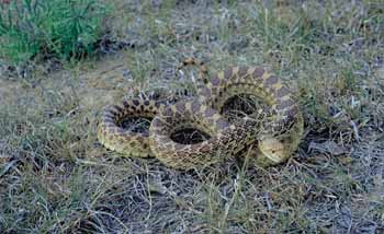 bullsnake.jpg