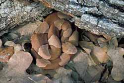 copperhead.jpg