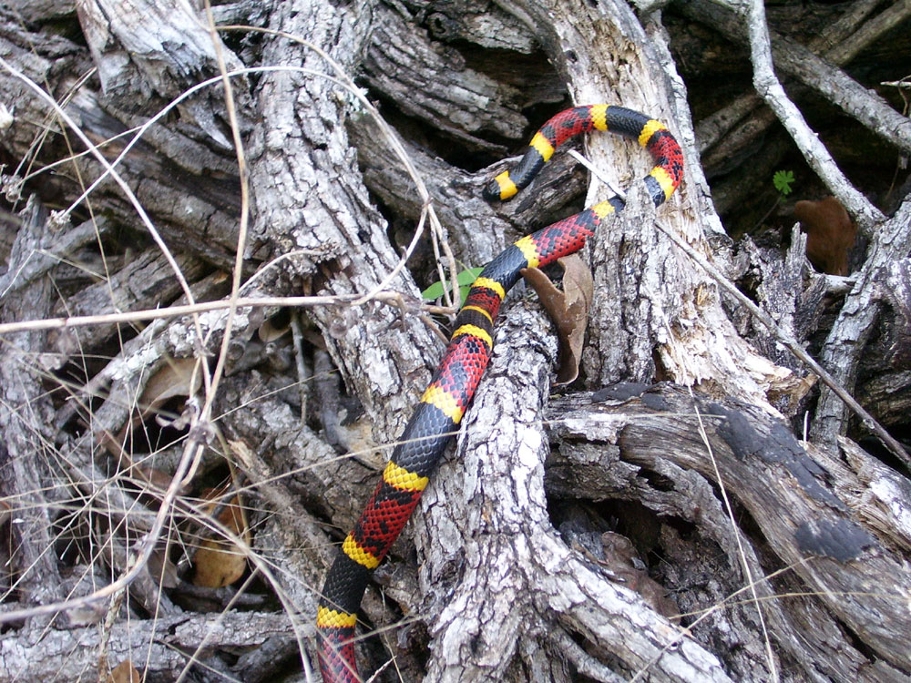 Coral Snake