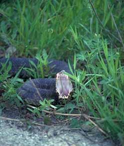 cottonmouth.jpg