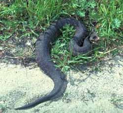 Cottonmouth snake