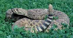 diamond-backed rattlesnake