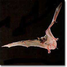 Mexican Free-tailed bat in flight