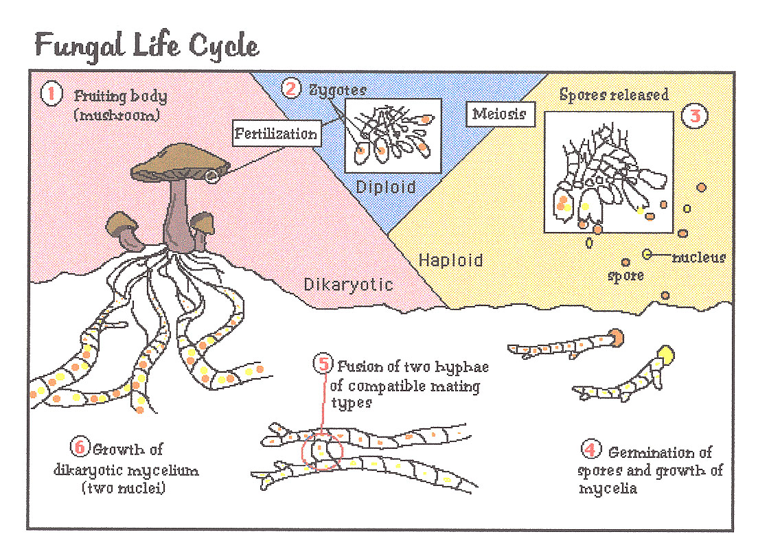 A Life Cycle Of Fungi Asexual And Sexual Reproduction 6010