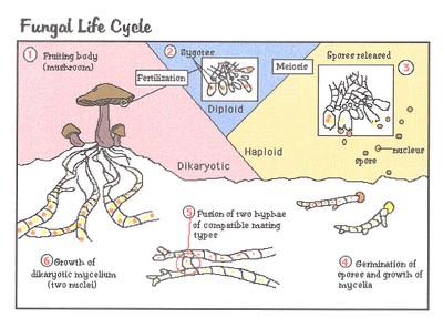 fungal.jpg