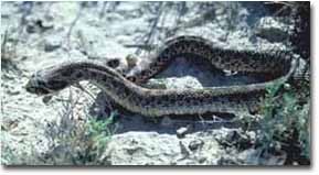 hognose2.jpg