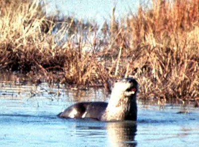 1seaotter500.jpg