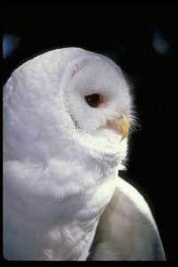 albino_owl.jpg