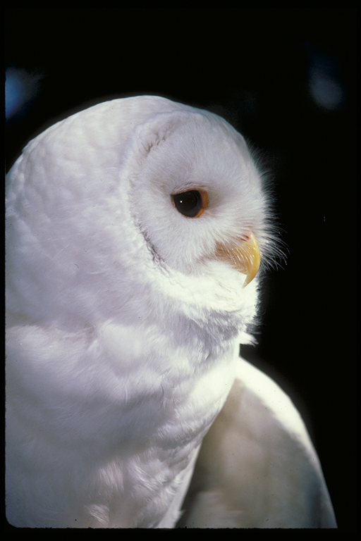 albino_owl1.jpg