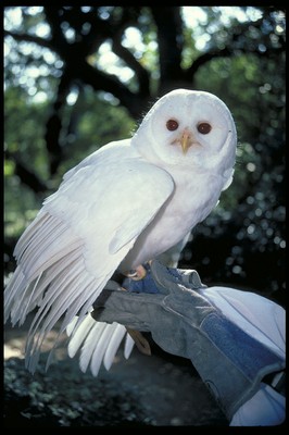 albino_owl2.jpg