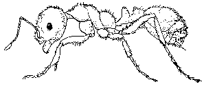 ant.gif