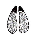 antelopetracks.gif