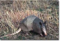armadillo texas nine banded novemcinctus dasypus linnaeus