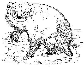 badger.gif