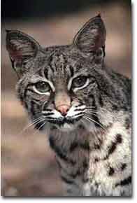 bobcat.jpg