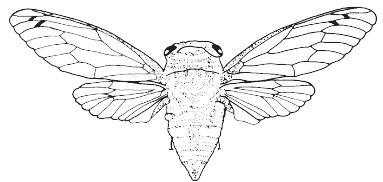 cicada.gif