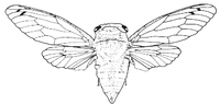 cicada.gif