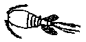 copepod.gif copepod.gif