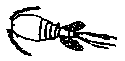 copepod.gif