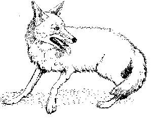 Coyote