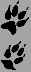 coyotetracks.gif