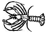 crayfish.gif crayfish.gif