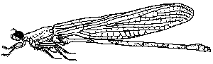 damselfly.gif