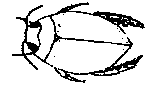 dbeetle.gif dbeetle.gif