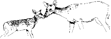deer.gif