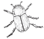 dungbeetle.gif