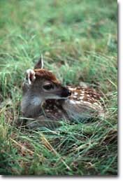 fawn.jpg