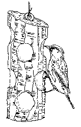 feeder2.gif