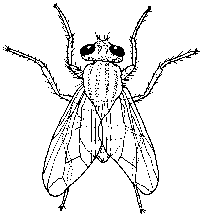 housefly.gif
