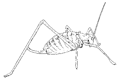 katydid.gif