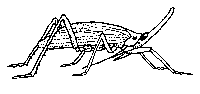 leafhopper.gif