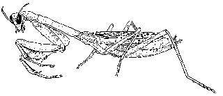 mantis.gif