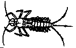 mayflynym.gif mayflynym.gif