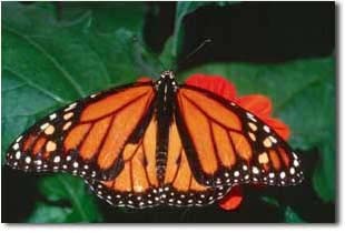 monarch.jpg