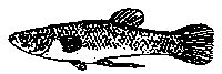 mosqfish.gif mosqfish.gif