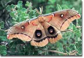 moth.jpg