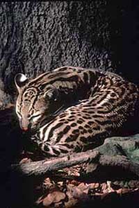 ocelot.jpg