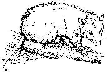 opossum.jpg