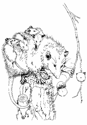 opossum_babies.gif