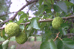 osage.gif