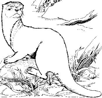 otter.gif