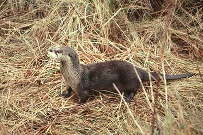 otter.jpg