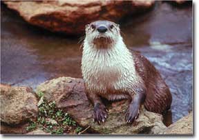 otter2.jpg