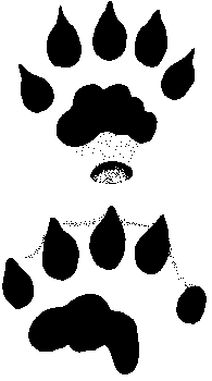 ottertracks.gif