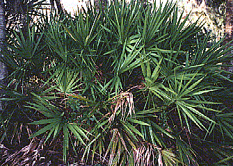 palmetto.gif